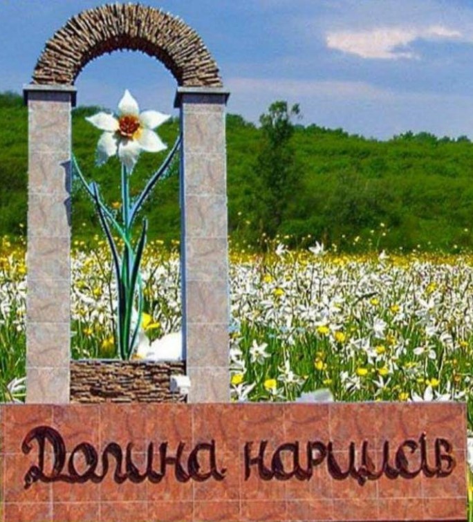 На Закарпатті в “Долині нарцисів” масово зацвіли унікальні квіти (фото)